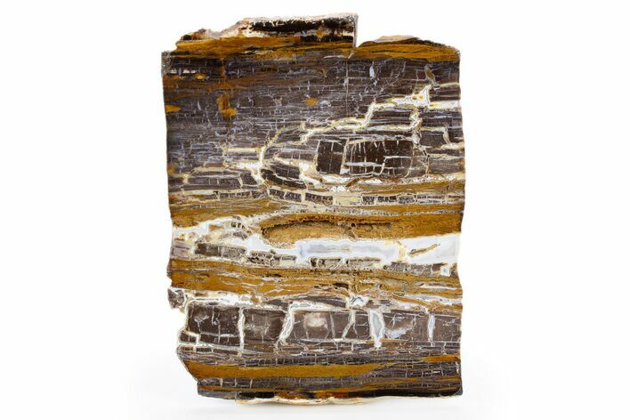 Polished Petrified Shrinkwood Slab - Parker, Colorado #302908